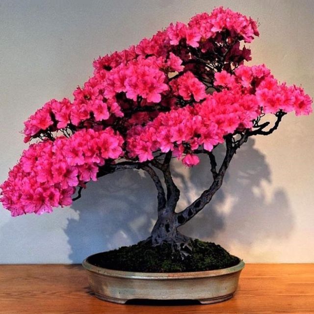 Bonsai Bougenville Flower | Mega Tanamon